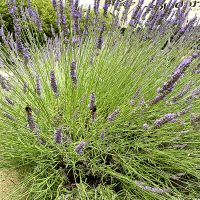 Veganes Retreat mit Yoga on Beat, Yoga Beat Fusion Yoga Choreografie mit Barbara Pascaly in Brandenburg